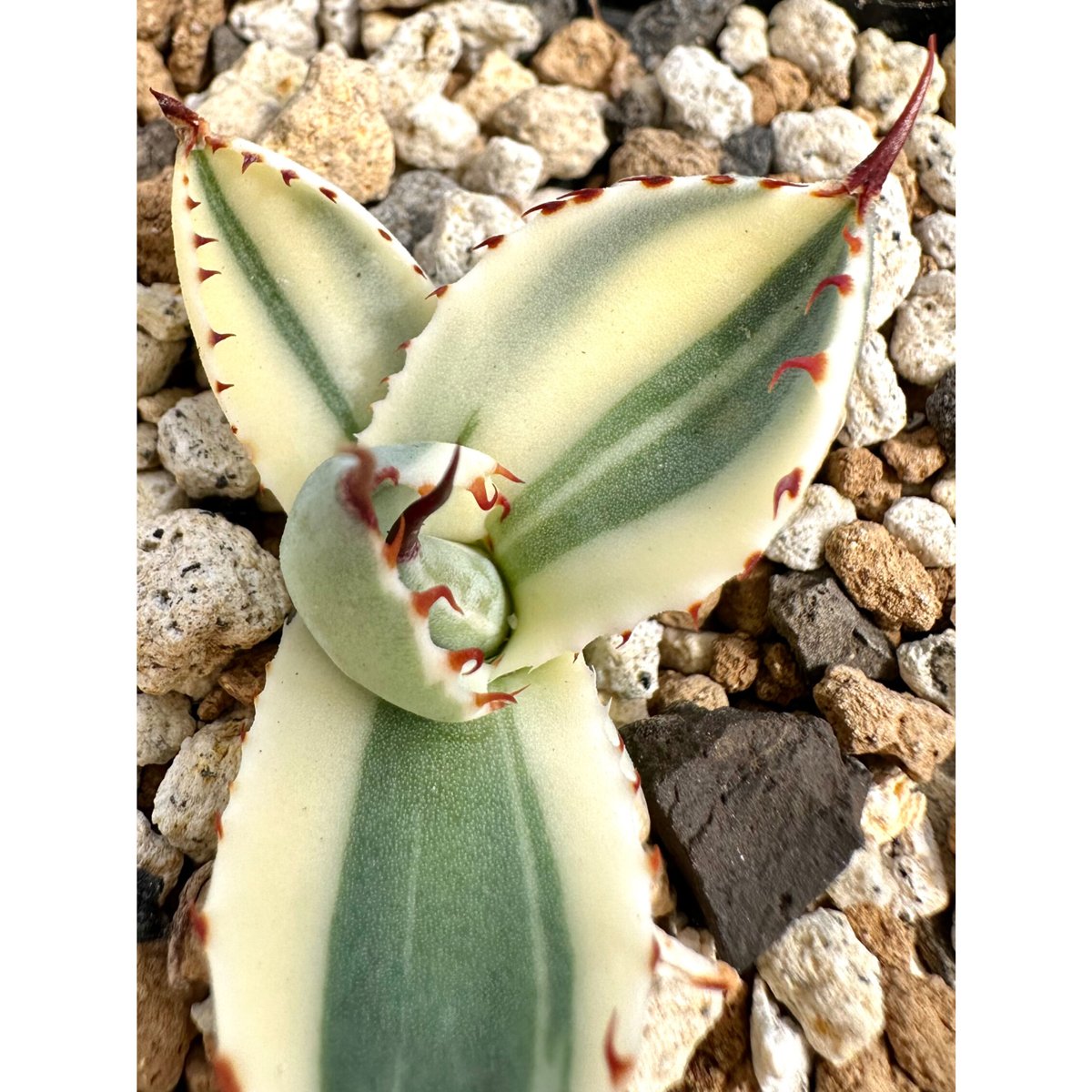 アガベ オリザバ 【公式通販】