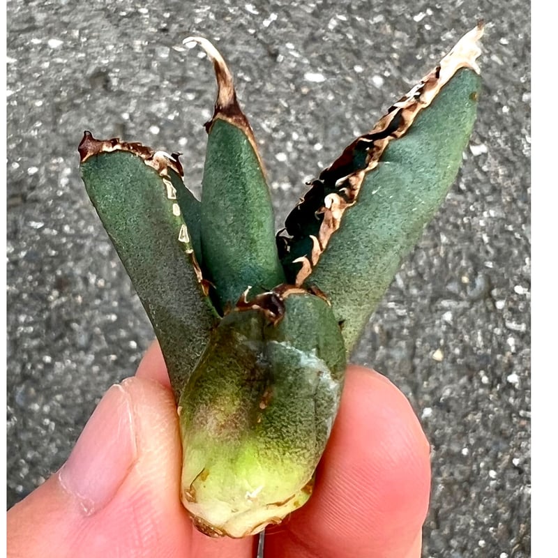 アガベ agave titanota チタノタ『狼人』超極上コレクション株 | Lucky