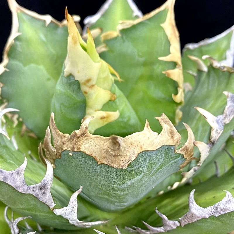 アガベ チタノタ agave titanota レッドキャットウィーズル 紅猫 アガベ チタノタ agave titanota レッドキャットウィーズル 紅猫