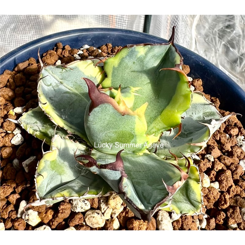 アガベ　チタノタ　ブルーダイヤモンド アガベ チタノタ 