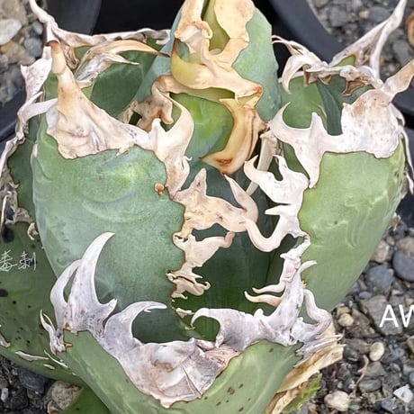Lucky Summer Agave Lucky Summer Agave