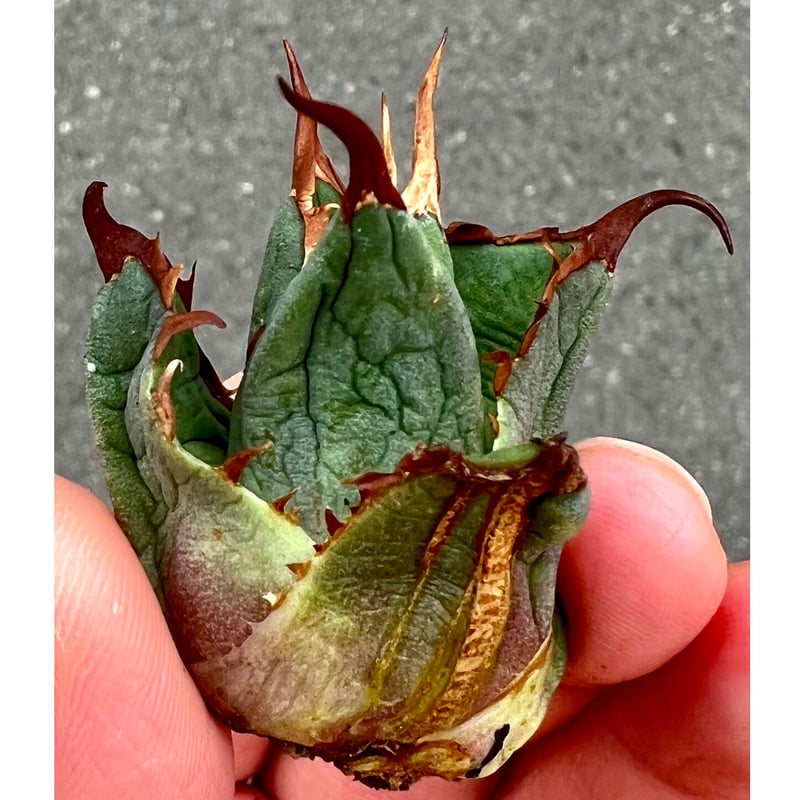 アガベ agave titanota チタノタ『ハデス 黒帝斯 恐竜牙歯 アガベ agave titanota チタノタ『ハデス 黒帝斯 恐竜牙歯
