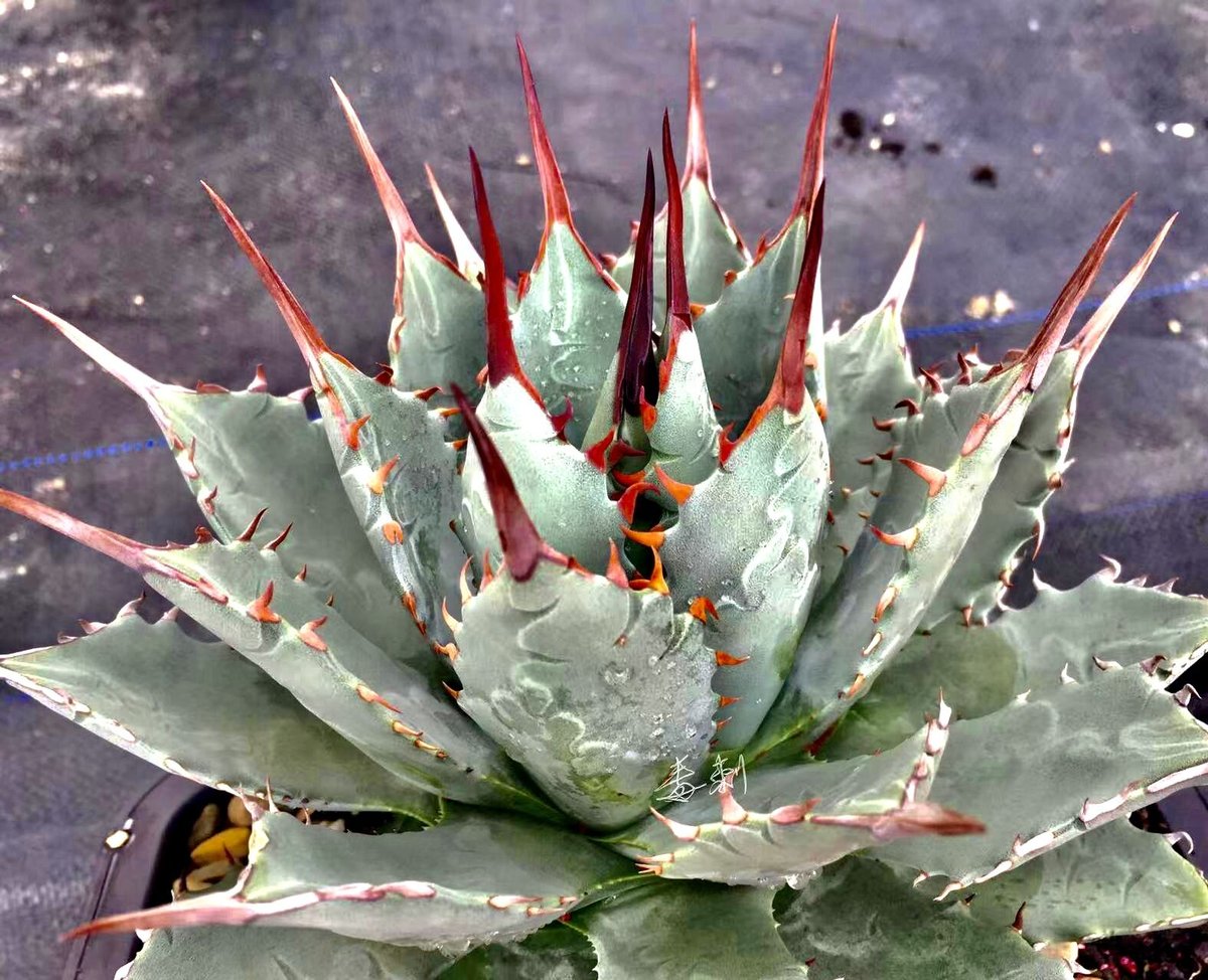 アガベ　チタノタ　クラブ　蟹　親株　大株 アガベチタノタクラブ蟹親株大株