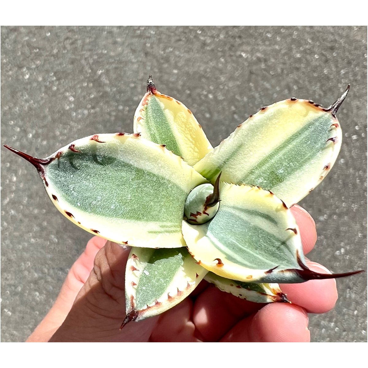 アガベ　オリザバ Agave Parryi Truncata 'Orizaba' - アガベ パリー トランカタ