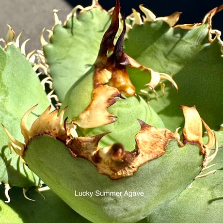 アガベ 4点セット