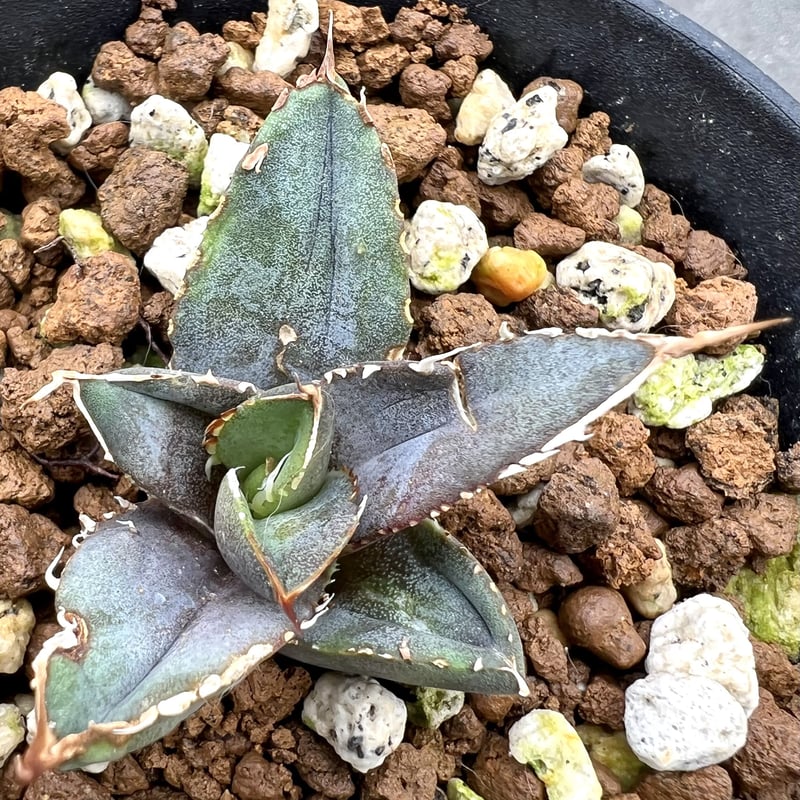 アガベ agave titanota チタノタ『海王』 発根済み極上狂棘美株 アガベ agave titanota チタノタ『海王』 発根済み極上狂棘美株