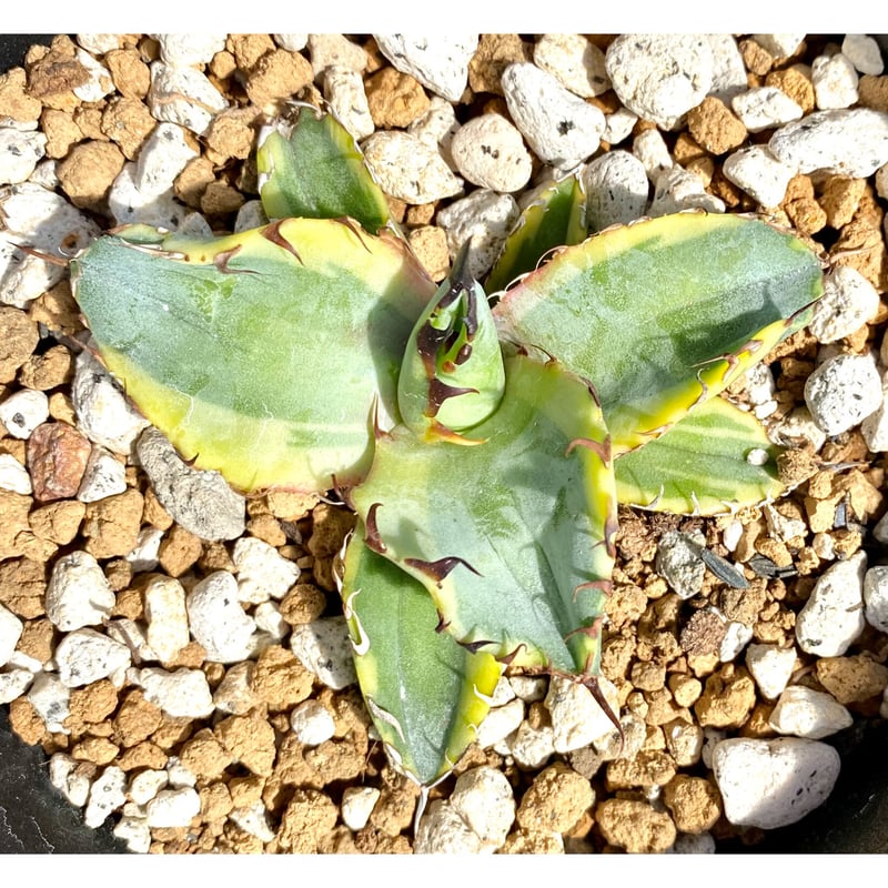 全ての c51高級品種 多肉植物アガベ チタノタ agave トリケラトプス 