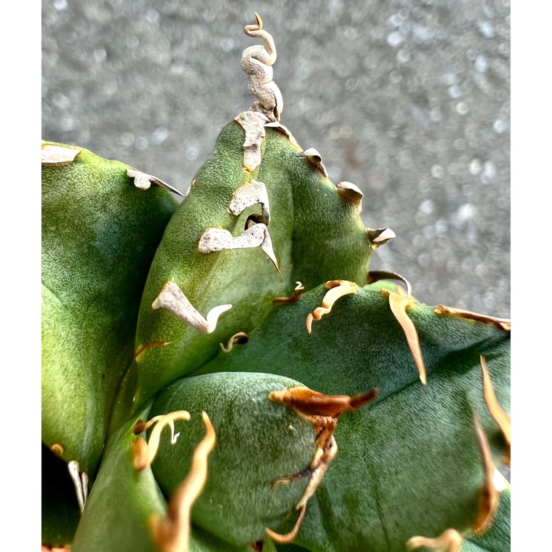 【現物❗️大株❗️ボール型❗️】アガベ チタノタ 魔丸 アガベ agave titanotaチタノタ『魔丸』 | Lucky Summer Agave