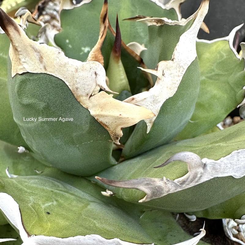 アガベ鬼爪中株アガベピカチュウ5/26一枚葉焼けあり