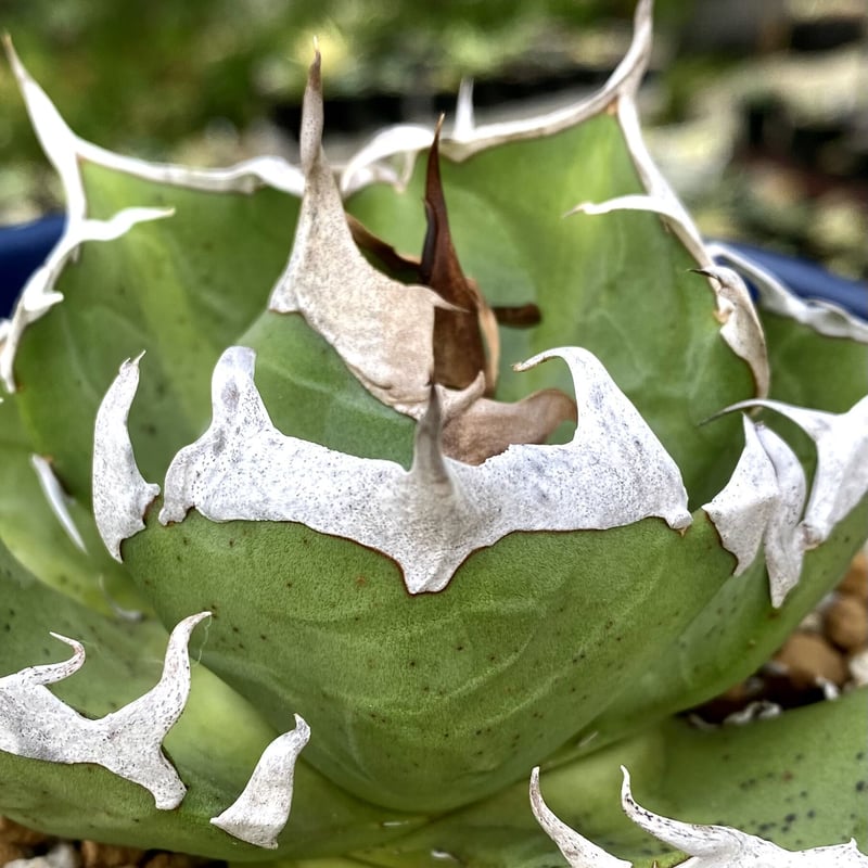 アガベ agave チタノタ titanota 鬼爪 雪峰 大きめサイズ子株 | Luc...