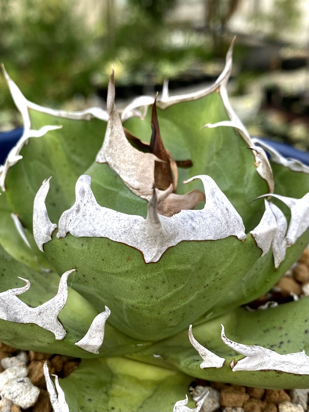 アガベ agave チタノタ titanota 鬼爪 雪峰 大きめサイズ子株 | Luc...