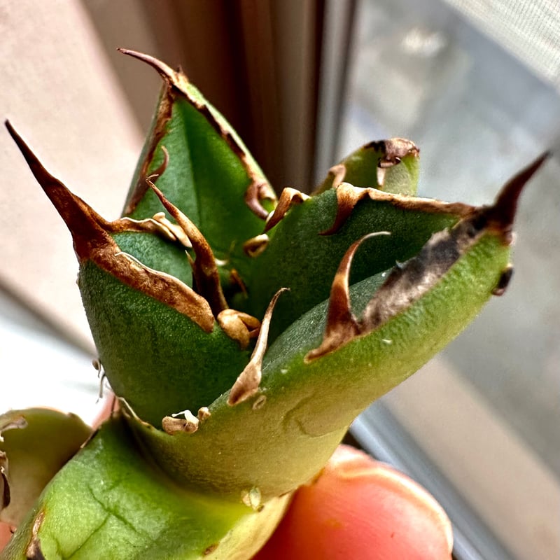 アガベ『ピカチュウ 鬼爪』 | Lucky Summer Agave