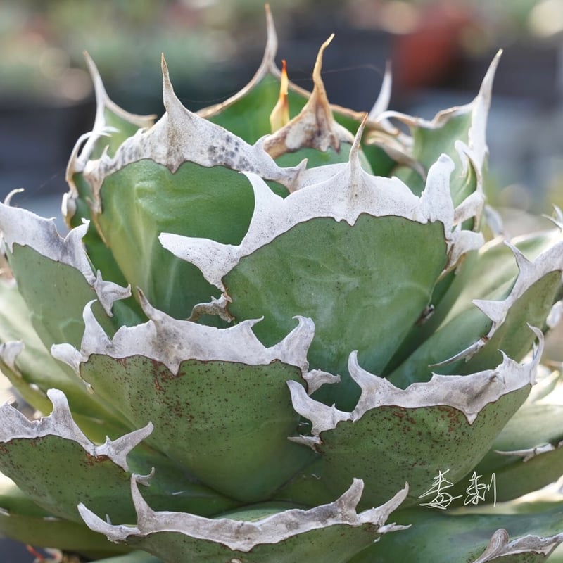 アガベ『ピカチュウ 鬼爪』 | Lucky Summer Agave