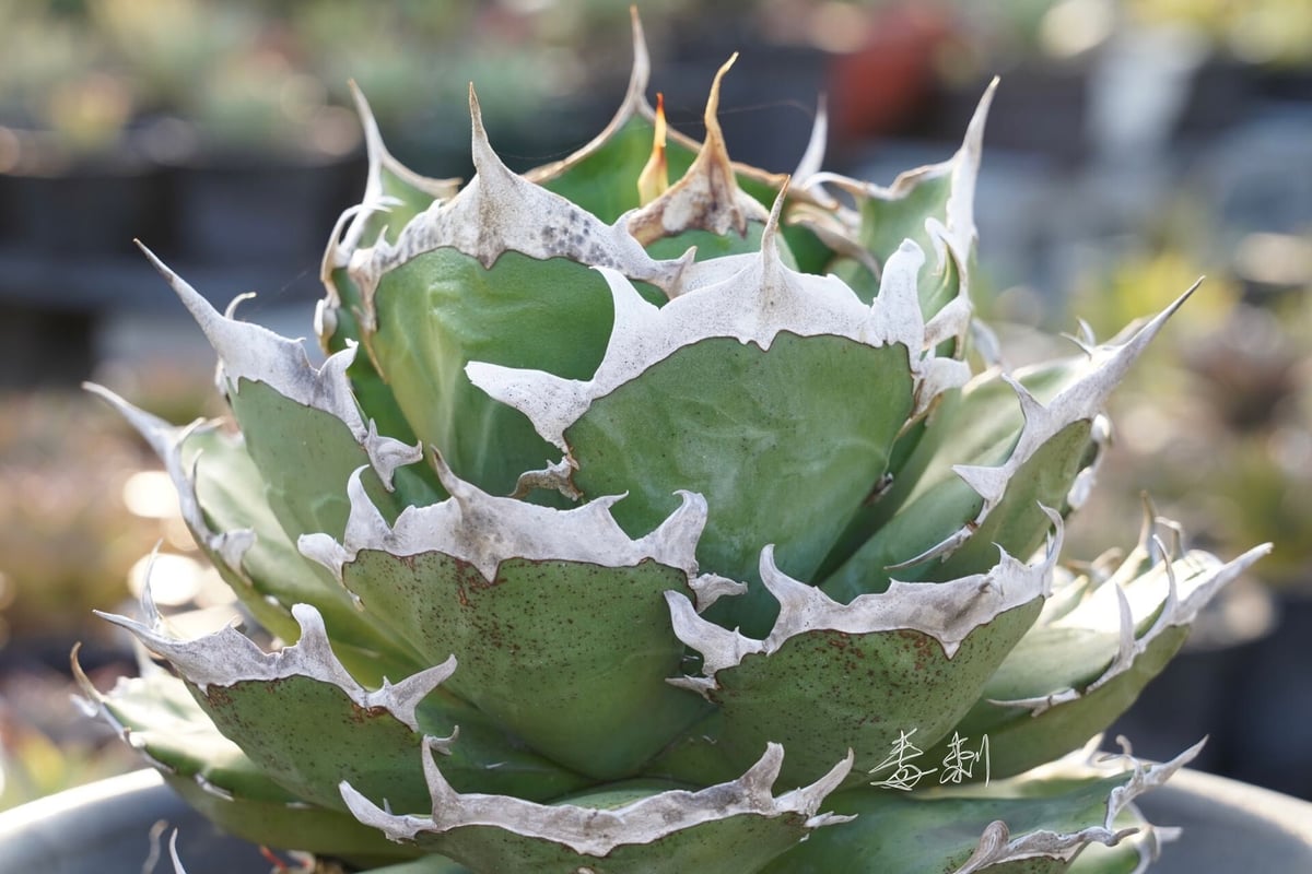 アガベ『ピカチュウ 鬼爪』 | Lucky Summer Agave