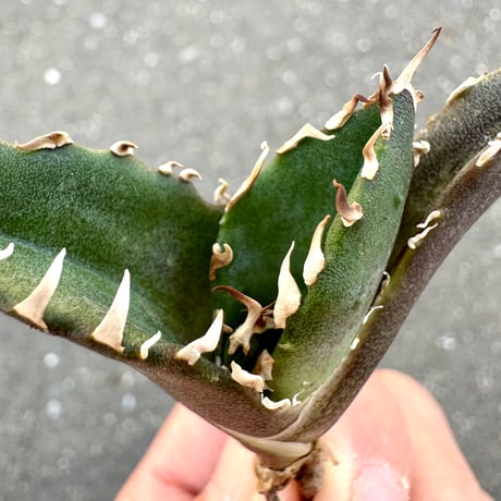 CATEGORY 激レアアガベ | Lucky Summer Agave CATEGORY 激レアアガベ | Lucky Summer Agave
