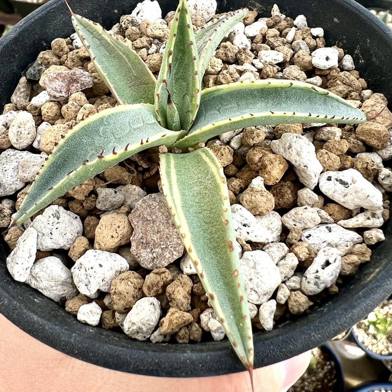 深山田農園様専用 アガベ ネオメキシカーナ錦 サンスポット 【公式通販】