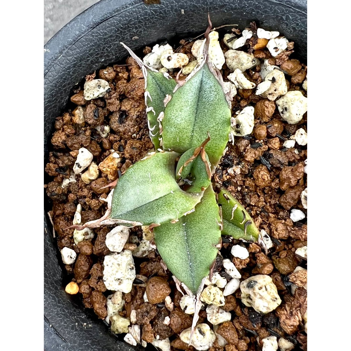 アガベ agave titanota チタノタ『緑犀牛』 | Lucky Summer Agave