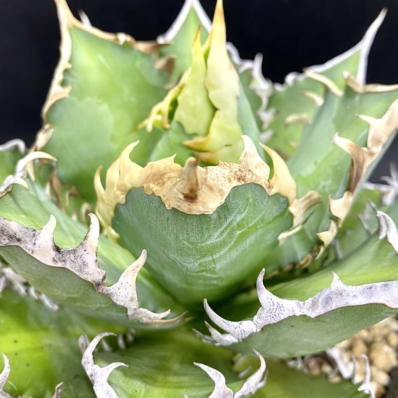 アガベ チタノタ agave titanota レッドキャットウィーズル 紅猫 選抜 ...