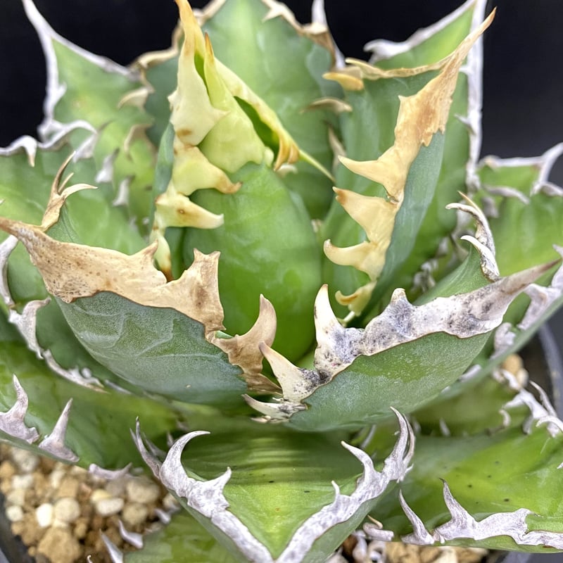 アガベ チタノタ agave titanota レッドキャットウィーズル 紅猫 選抜