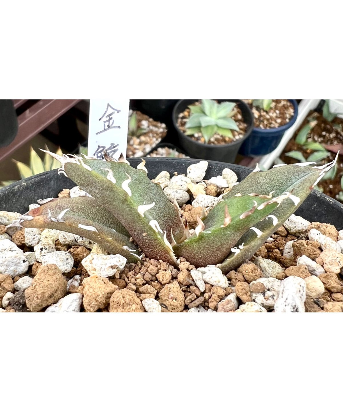 アガベ agave titanota チタノタ 『金鯨』 発根済み厳選子株 アガベ agave titanota チタノタ 『金鯨』 発根済み厳選子株