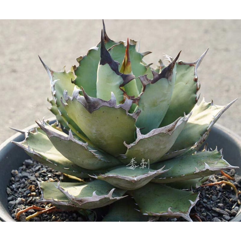 アガベ チタノタ agave titanota 鳳凰 発根済み極上棘子株 アガベ チタノタ agave titanota 鳳凰 発根済み極上棘子株