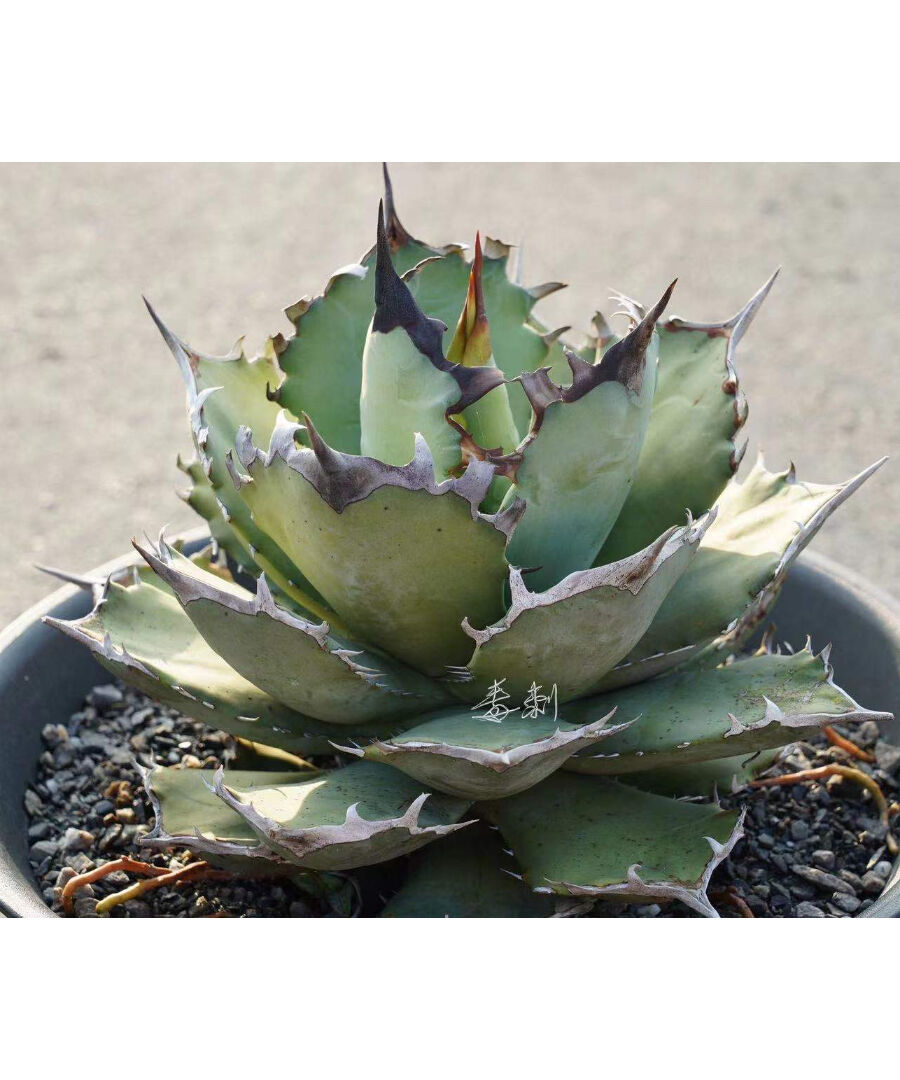 翼竜 agave titanota プテラノドン 発根済子株 アガベ チタノタ 子株 ...