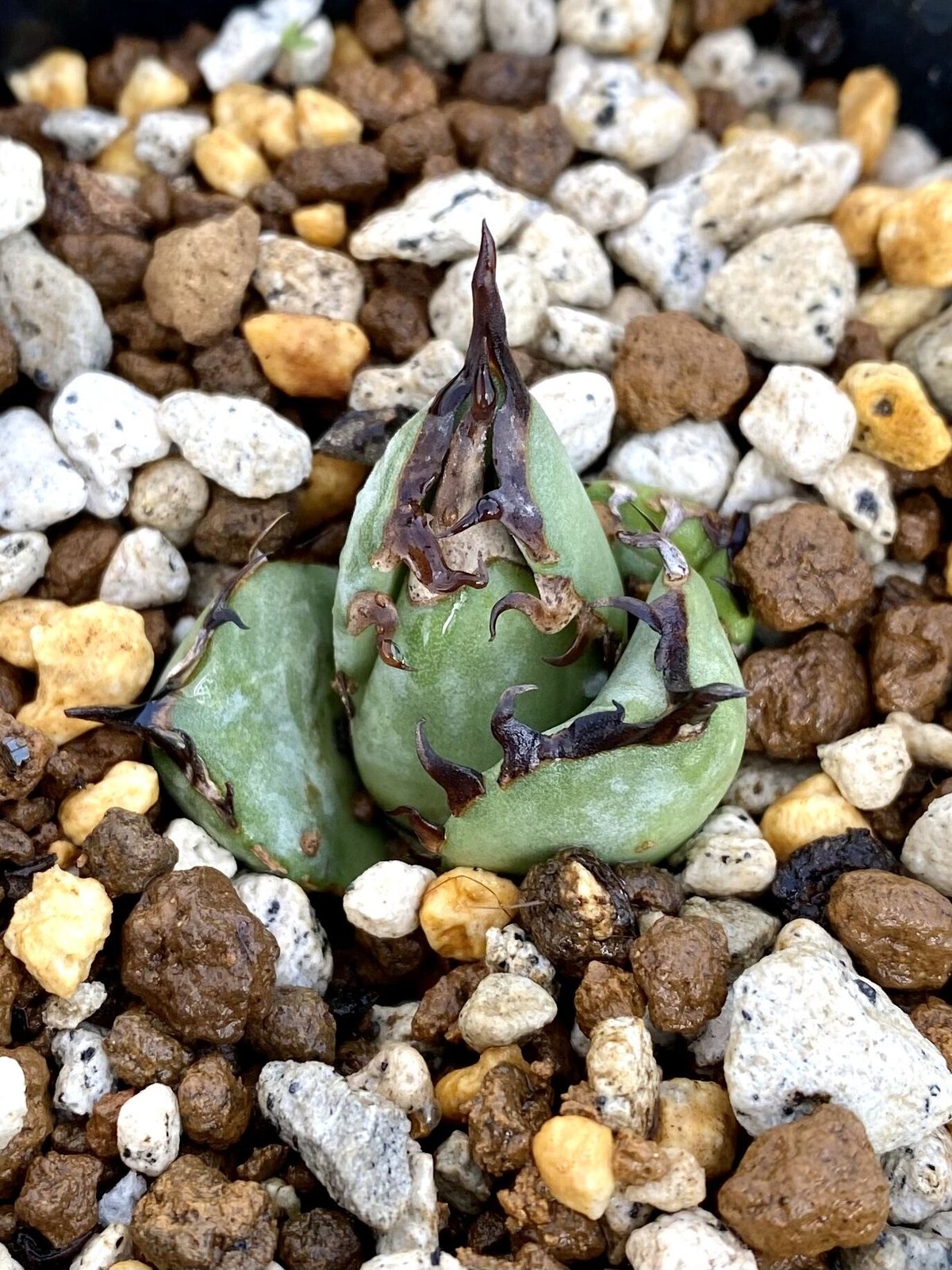 アガベ agave チタノタ titanota 鳳凰 発根済み厳選子株 | Lucky アガベ agave チタノタ titanota 鳳凰 発根済み厳選子株 | Lucky
