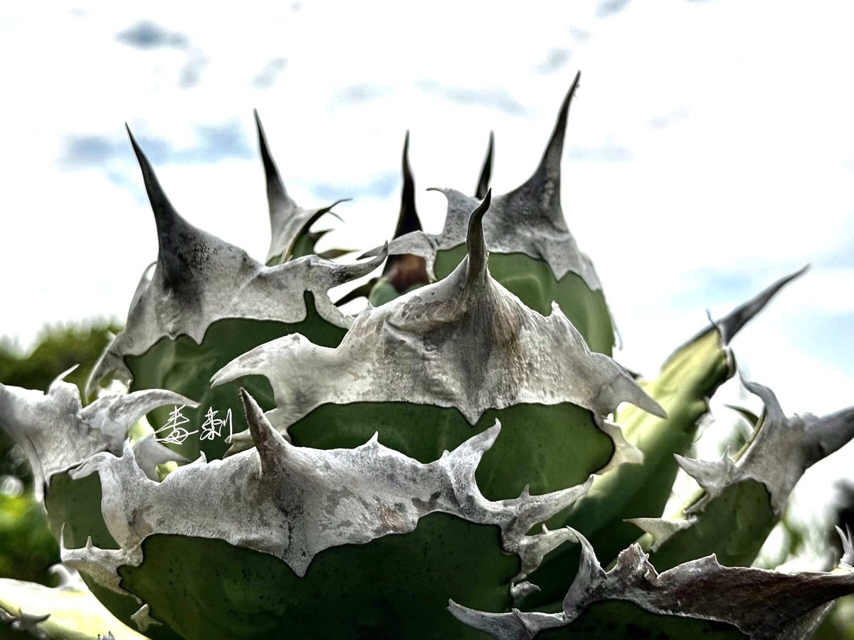 日曜日まで出品　毒刺　キングアーサー　発根済み子株 アガベキングアーサー毒刺発根済み子株