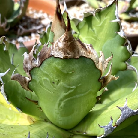 SALE | Lucky Summer Agave SALE | Lucky Summer Agave