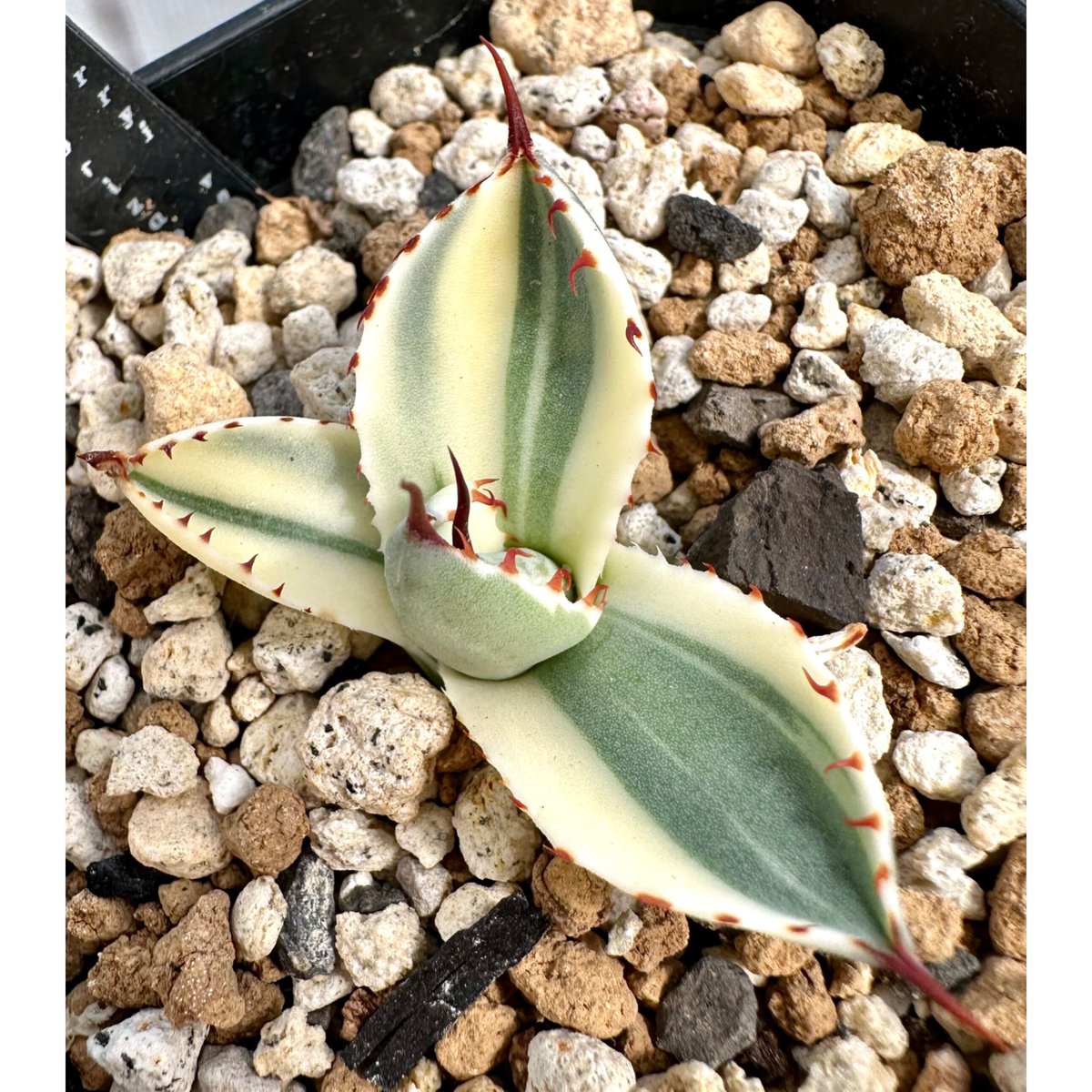 アガベ agave 『オリザバ』極上斑 | Lucky Summer Agave アガベ agave 『オリザバ』極上斑 | Lucky Summer Agave