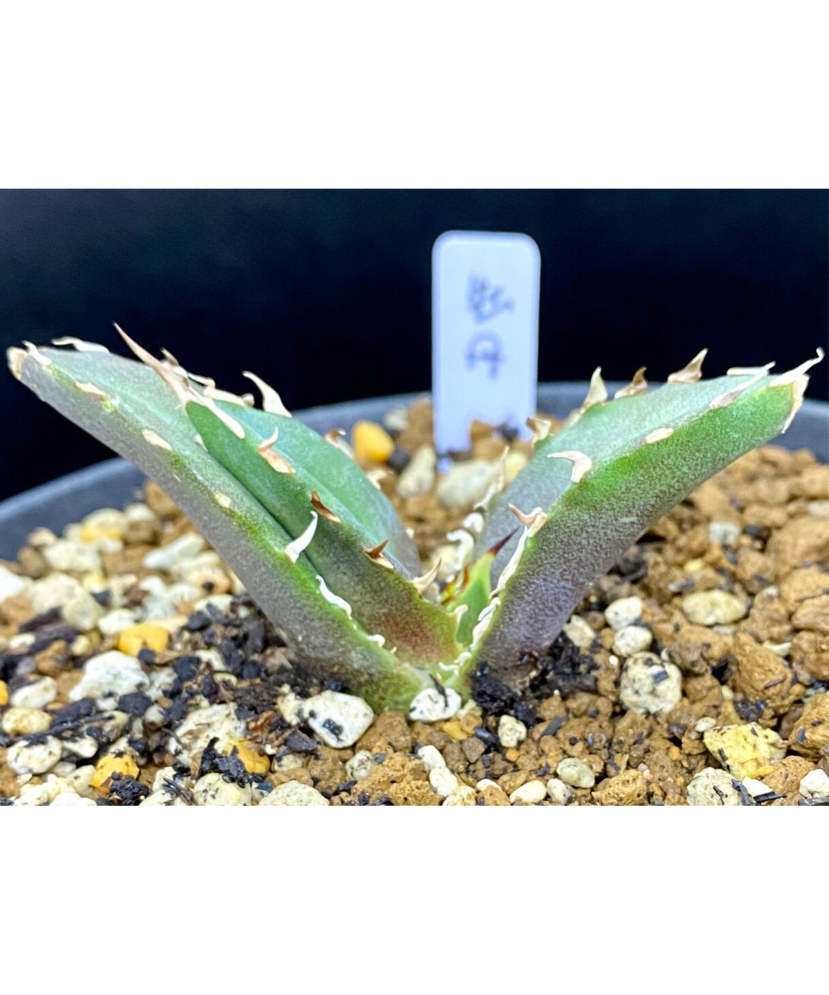 アガベ　紅龍　紅牡丹実生　裏表刺　第四種速達便抜き苗発送 レア品種】アガベ チタノタ 