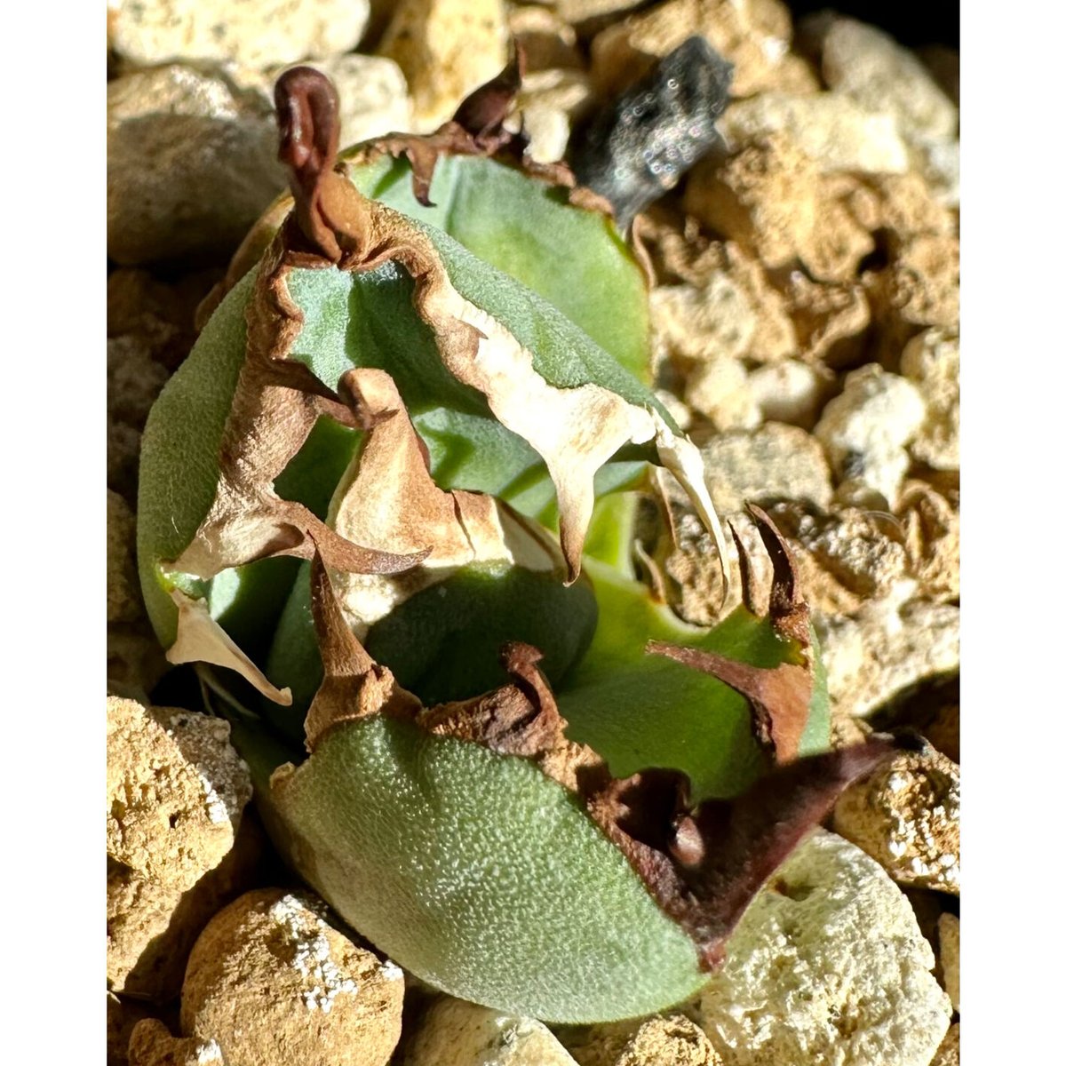 アガベ agave titanota チタノタ『白犀牛』超極上コレクション株 アガベ agave titanota チタノタ『白犀牛』超極上コレクション株