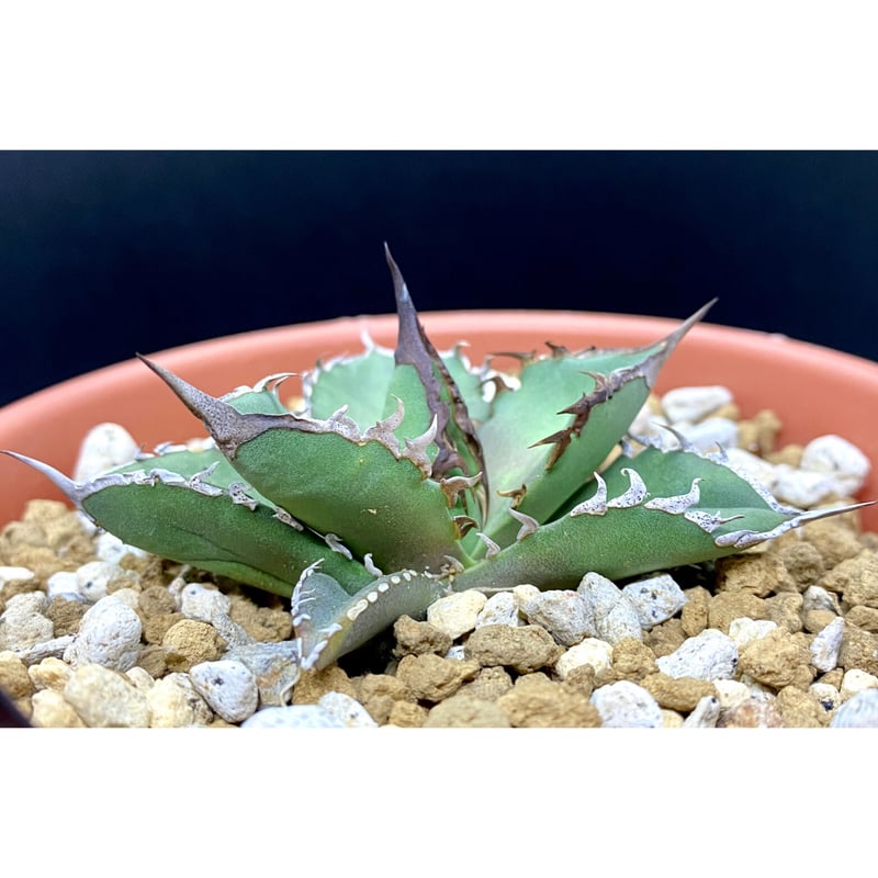 agave titanota 鯊魚劍 中株 台湾輸入株！