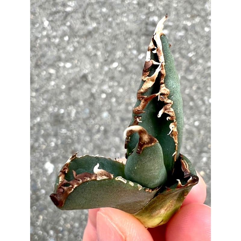 アガベ agave titanota チタノタ『狼人』超極上コレクション株 アガベ agave titanota チタノタ『狼人』超極上コレクション株