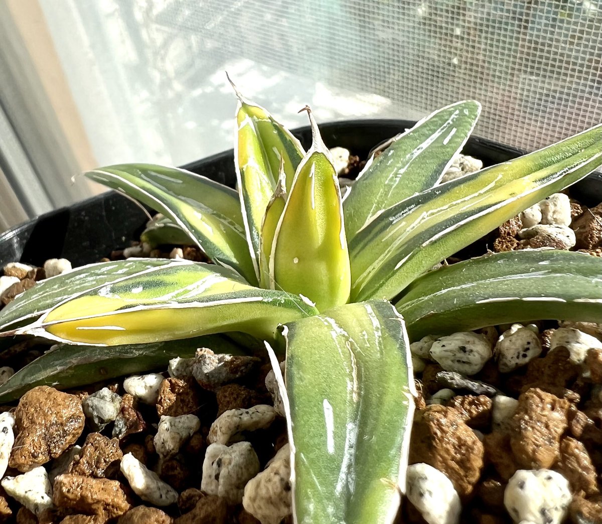 アガベ agave ビクトリアレジーナ サンキング | Lucky Summer Agave アガベ agave ビクトリアレジーナ サンキング | Lucky Summer Agave