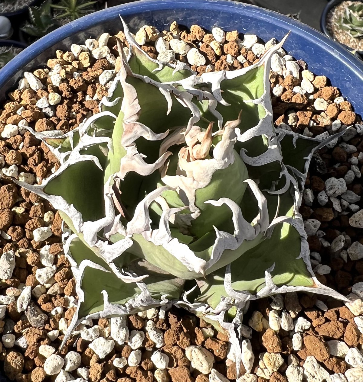 lize シーザー caesar ダブルヘッド オテロイ チタノタ アガベ アガベ