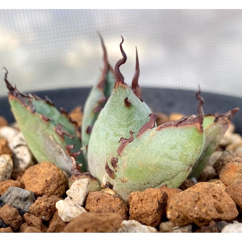 親株】 アガベ チタノタ トランザム agave titanota 陽炎植物の