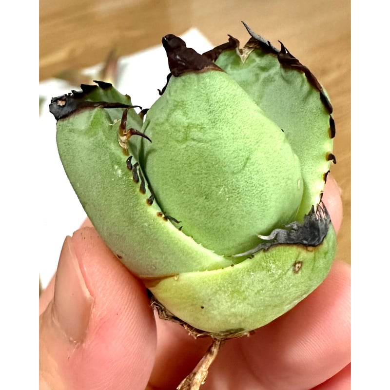 マサ 様 専用 マサ様 マサさま専用 まさ専用 mさま専用 mさま専用