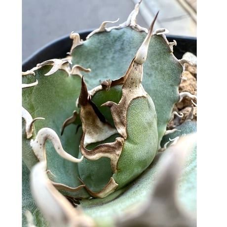 SALE | Lucky Summer Agave SALE | Lucky Summer Agave