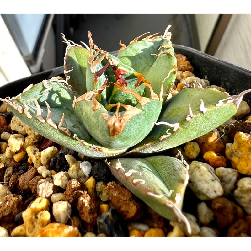 アガベ agave titanota チタノタ『魔丸』超極上コレクション株 アガベ agave titanota チタノタ『魔丸』超極上コレクション株