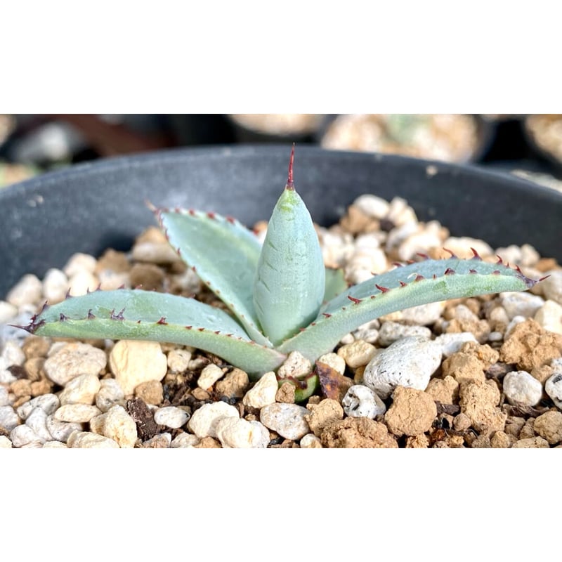 アガベ agave 屈原の舞扇縞斑 子株 | Lucky Summer Agave アガベ agave 屈原の舞扇縞斑 子株 | Lucky Summer Agave