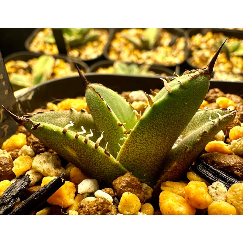 アガベ『キングアーサー』 激レア 最高極厚刺 | Lucky Summer Agave