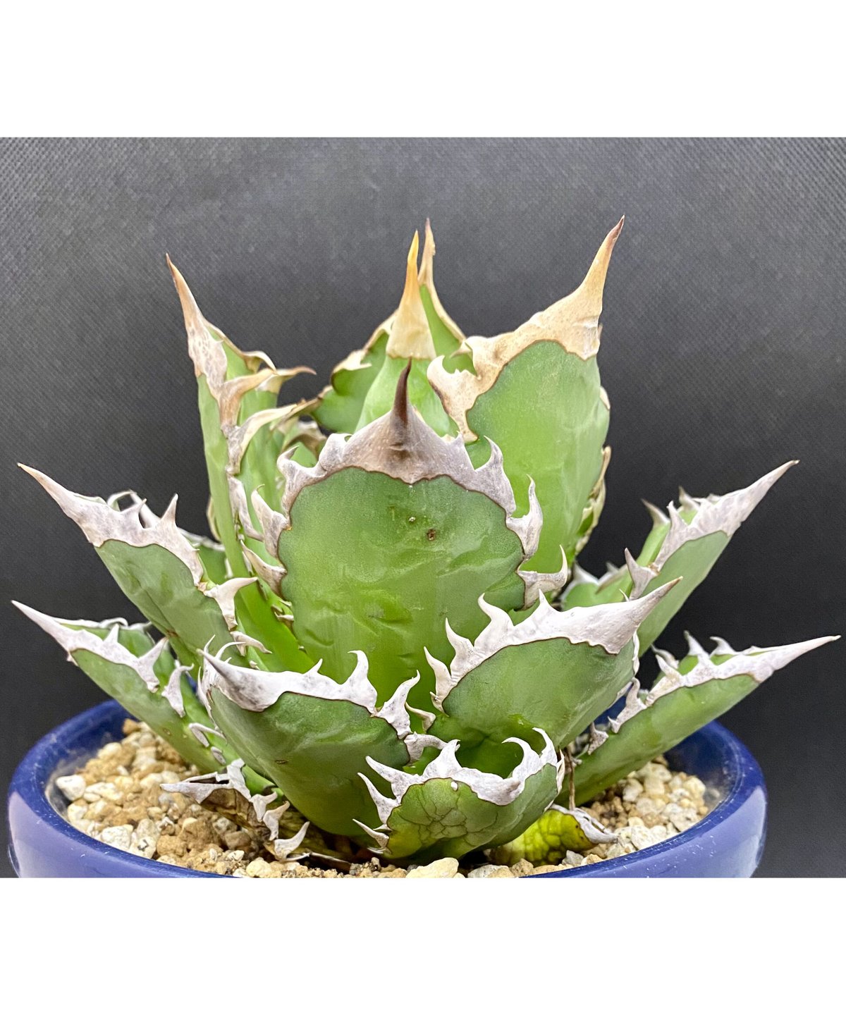 アガベ チタノタ agave ゴリ猫 レッドキャットウィーズル 赤猫 紅猫 ...