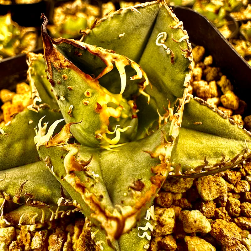 アガベチタノタMSーWV Mesmerizing Spines-WV❗️