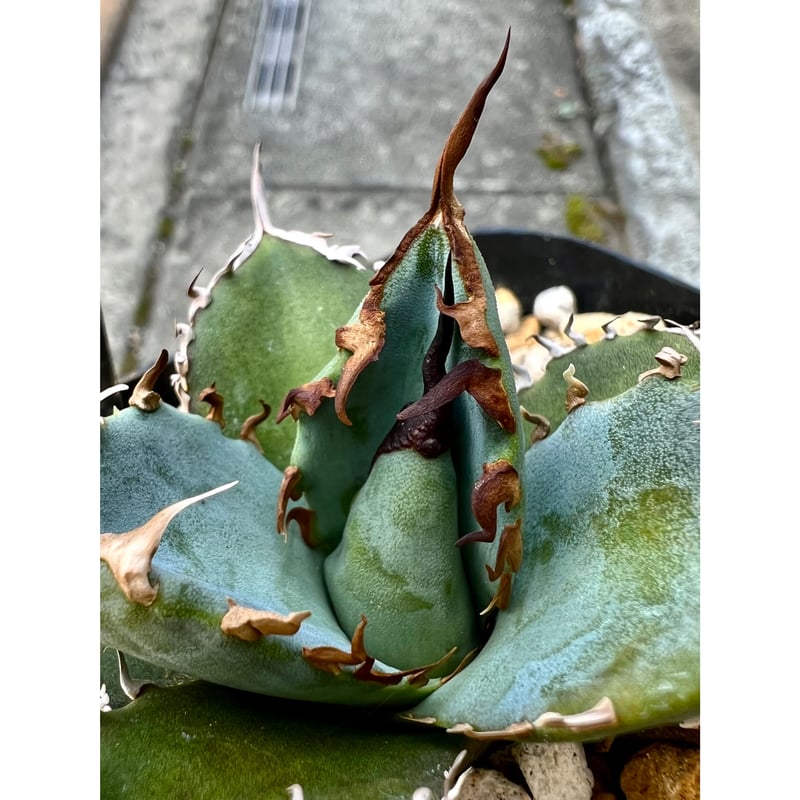 アガベ agave titanota チタノタ『黒羽毛』一株限定 | Lucky アガベ agave titanota チタノタ『黒羽毛』一株限定 | Lucky