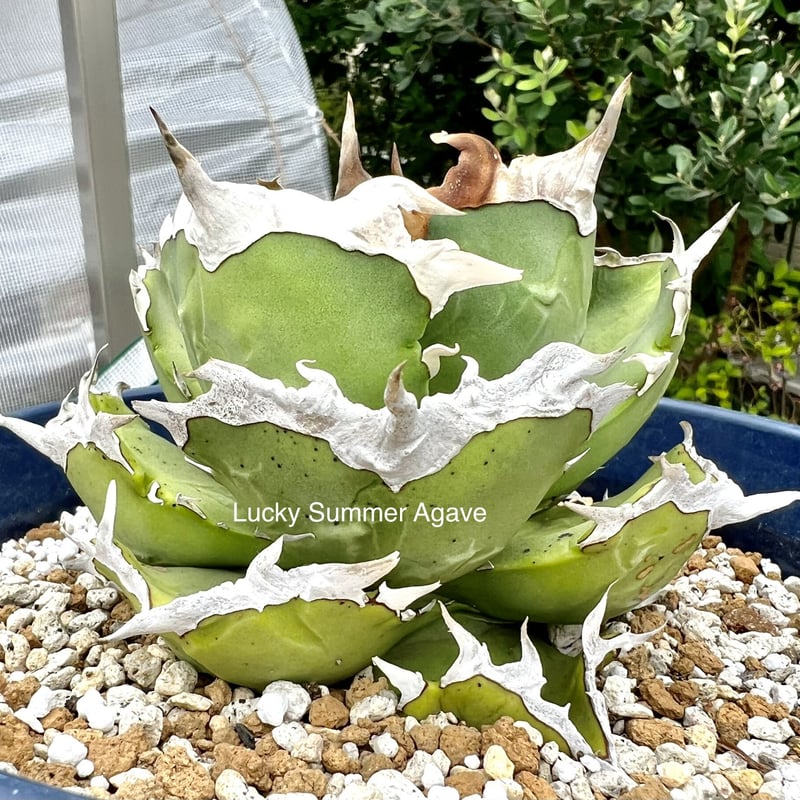 アガベ agave titanota チタノタ『螃蟹』 | Lucky Summer Agave