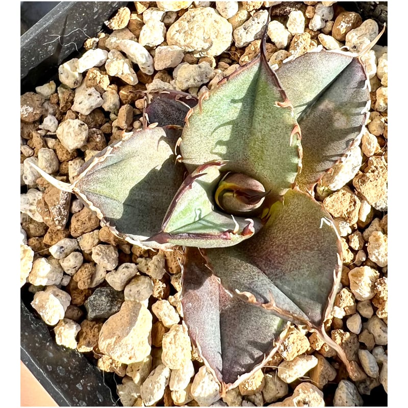 アガベ agave titanota チタノタ『金鋼狼』超極上コレクション株 アガベ agave titanota チタノタ『金鋼狼』超極上コレクション株