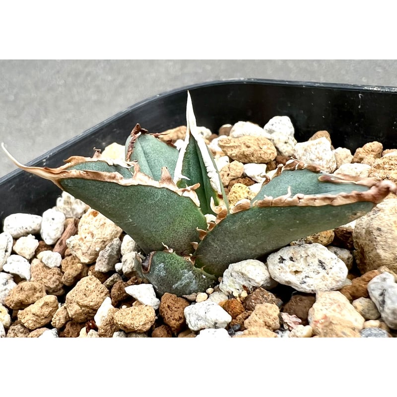 アガベ agave titanota チタノタ『狼人』超極上コレクション株
