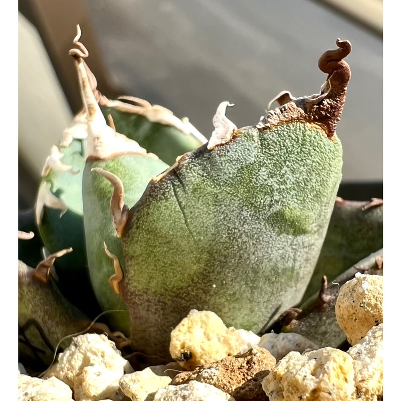アガベ agave titanota チタノタ『魔丸』超極上コレクション株 | Lucky