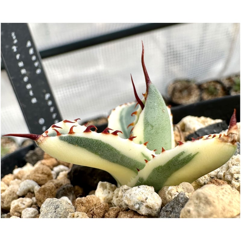 アガベ agave 『オリザバ』極上斑 | Lucky Summer Agave アガベ agave 『オリザバ』極上斑 | Lucky Summer Agave